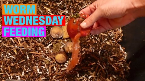 Worm Wednesday Feeding 10/26/2022