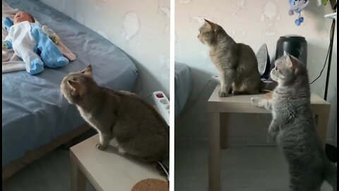 The reaction of cats when a child appears in the house