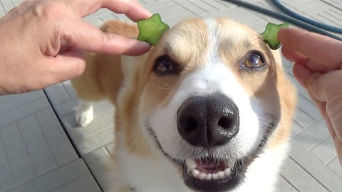 Corgi boy and star shape Cucumber ! funny and yummy