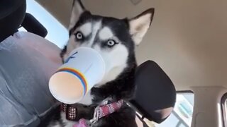 Silly Husky Is Really Enjoying Her Puppuccino