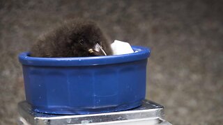New puffin chick born at the National Aquarium