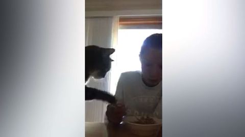 Greedy Cat Declares Great Cereal Battle
