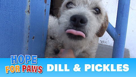 Dill & Pickles - homeless buddies happy to be rescued! Please share.