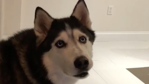 Coming home to my husky after work