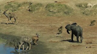 Bossy Elephant Chases Animals Away From Water With Loud Screams