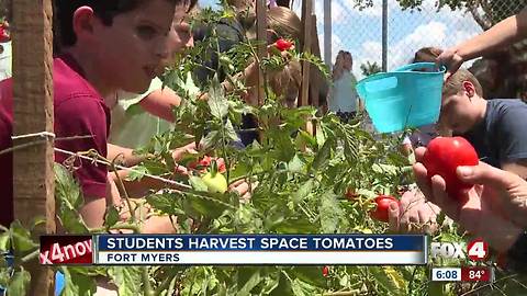 Fort Myers students harvest space tomatoes