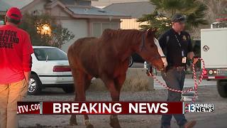 Horses and roosters seized from Las Vegas home