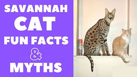 Savannah Cats 101 : Fun Facts & Myths | Cats fun facts | Informative video