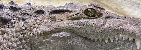 Ferocious alligator