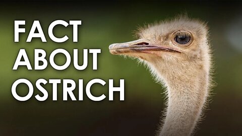 AMAZING FACT ABOUT OSTRICH | THE BIGGEST AND FASTEST BIRD | ANIMAL | NATURE