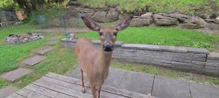 Curious deer comes knocking and peeking at the door