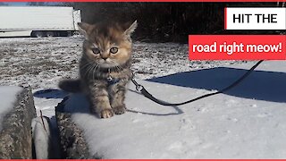 This cat has visited 43 states in America with her truck driver owner