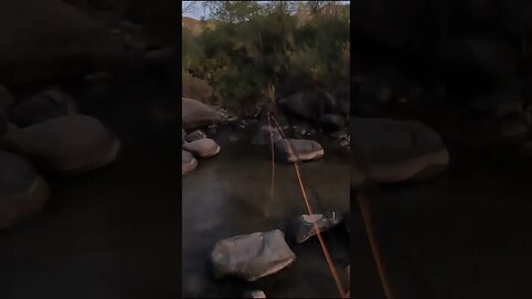 Fastest catch & release