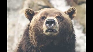 Un ours tente une effraction en Italie