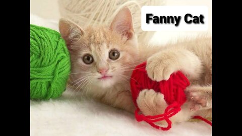 Cute cat very fanny.....