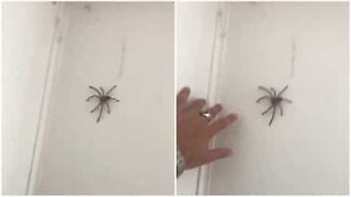 Homem tenta brincar com aranha e apanha um susto