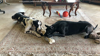 Talkative Great Danes Have Fun Trying To Share A Bone