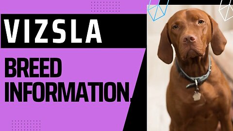 Vizsla.Breed Information.