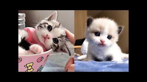 DingDon! Baby Cats - Cute and Funny Cat Videos Compilation - Humor animals