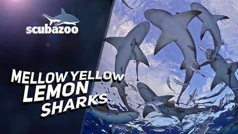 Are they your pal or worst enemy? Meet the lemon shark!