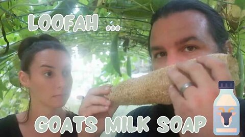 From Garden to Bath: Crafting Goats Milk Soap with Homegrown Loofah Sponge