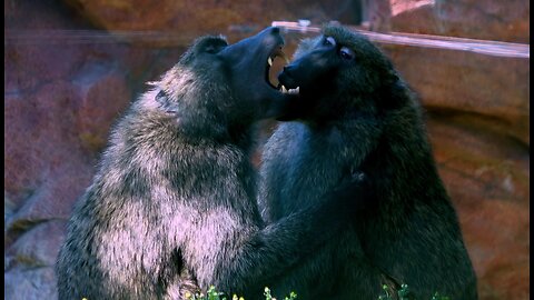 Olive baboons show their ferocious teeth as they playfight