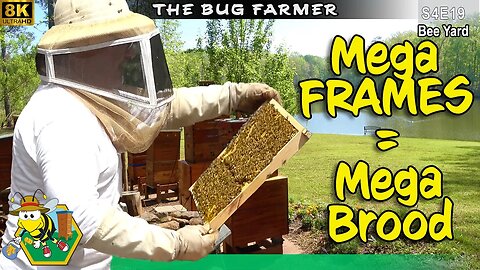 Mega Frames = Mega Brood | The Bee Barn Bonanza