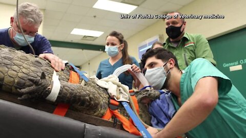 Crocodile undergoes surgery to remove shoe from belly