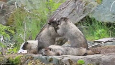 Most Cutest Gophers Play Fight with Each Other