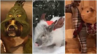 Dyr der er kommet i julestemning