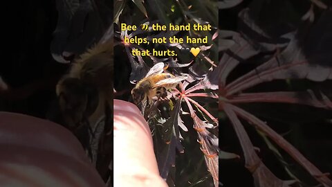 Bee the hand that helps! 👆🐝