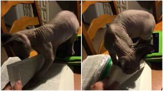Meet Cleopatra: a cat with a hunger for knowledge