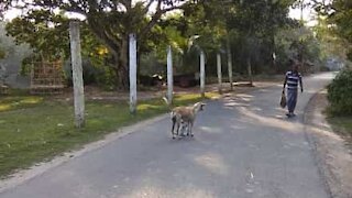 Famished cat suckles milk from street dog