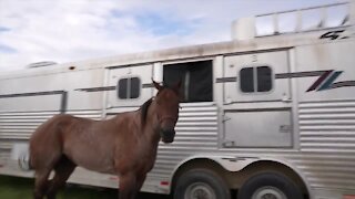 Eaton County Fair is back, and it started with a rodeo