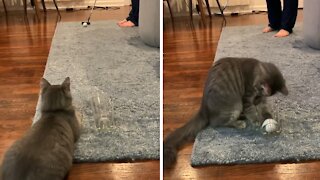Cat Helps Owner With His Putting Game