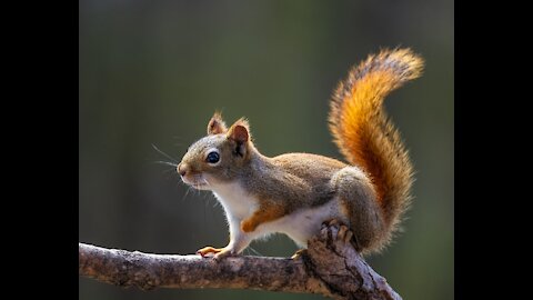Cute squirrel climbing in the woods