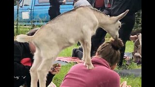 "Yoga com Cabras", um desporto no (mínimo) divertido!