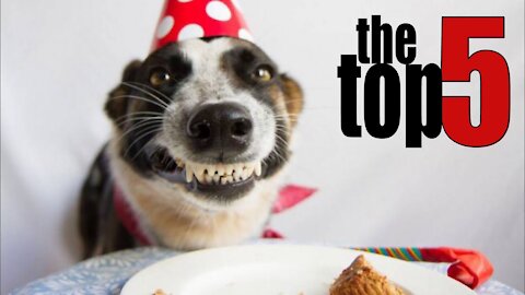 TOP 5 Dog Birthday Parties (Surprise, Celebration & Bonanza) | Puppy Party