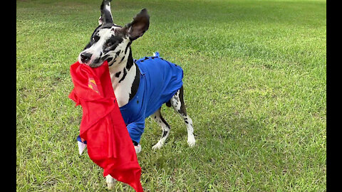 Great Dane Leaps And Bounds With His Superman Cape Halloween Costume
