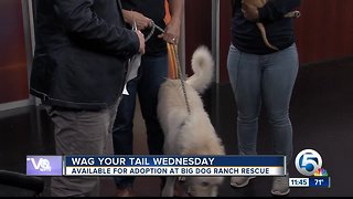 Wag Your Tail Wednesday: Maddie and Sadie