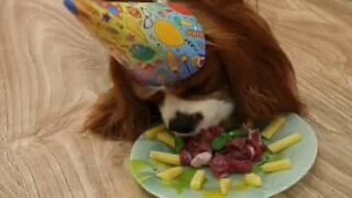 Ce chien fête son anniversaire avec un gâteau