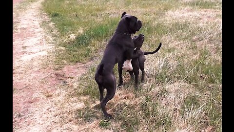 Italian cane Corso frolic in a clearing