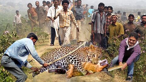 Riot! Hungry Leopard Storm The Village To Hunt Dogs And The Incredible Pet Rescue Of Villager