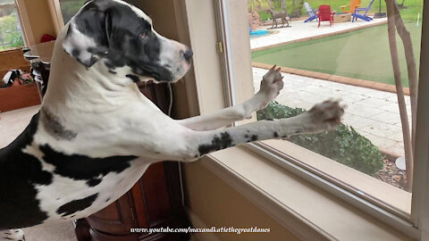 Excited and Laid Back Great Danes Watch Funny Acrobatic Squirrels