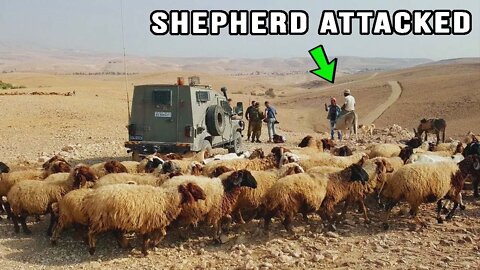 A SHEPHERD WAS ATTACKED by Palestinians in Judea | The Israel Guys