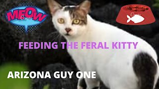 FEEDING THE FERAL KITTY