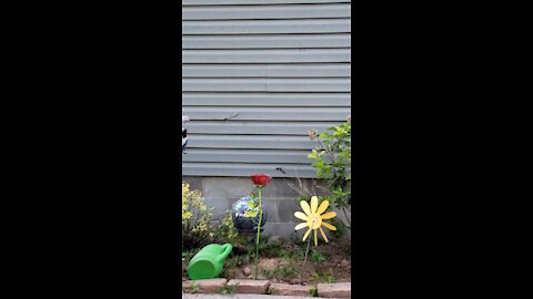 Hummingbird searches for feeder