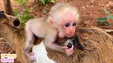 When a baby monkey trusts you ..!