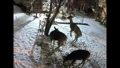 These Whitetail Deer Stand Up On Their Back Legs To STEAL My Birdseed! #wildlife | Jason Asselin