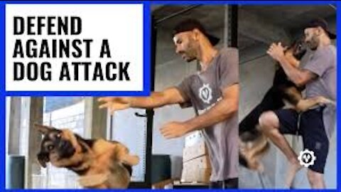 How to Defend Against a Dog Attack